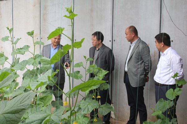 孙海东考察光伏农业项目